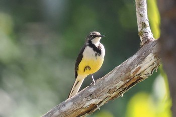 Madagascar Wagtail