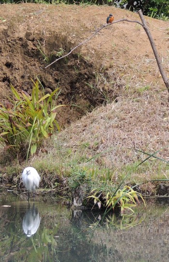 コサギ 都内公園 2023年10月21日(土)