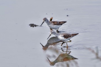 Marsh Sandpiper Inashiki Sat, 10/14/2023