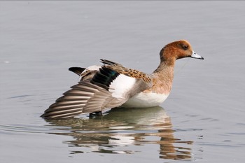 ヒドリガモ 東京港野鳥公園 2023年10月14日(土)