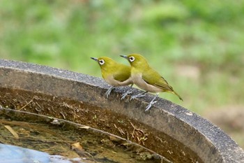 メジロ 旭公園 2023年10月19日(木)