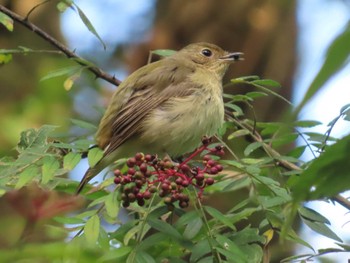 2023年10月21日(土) 長池公園の野鳥観察記録