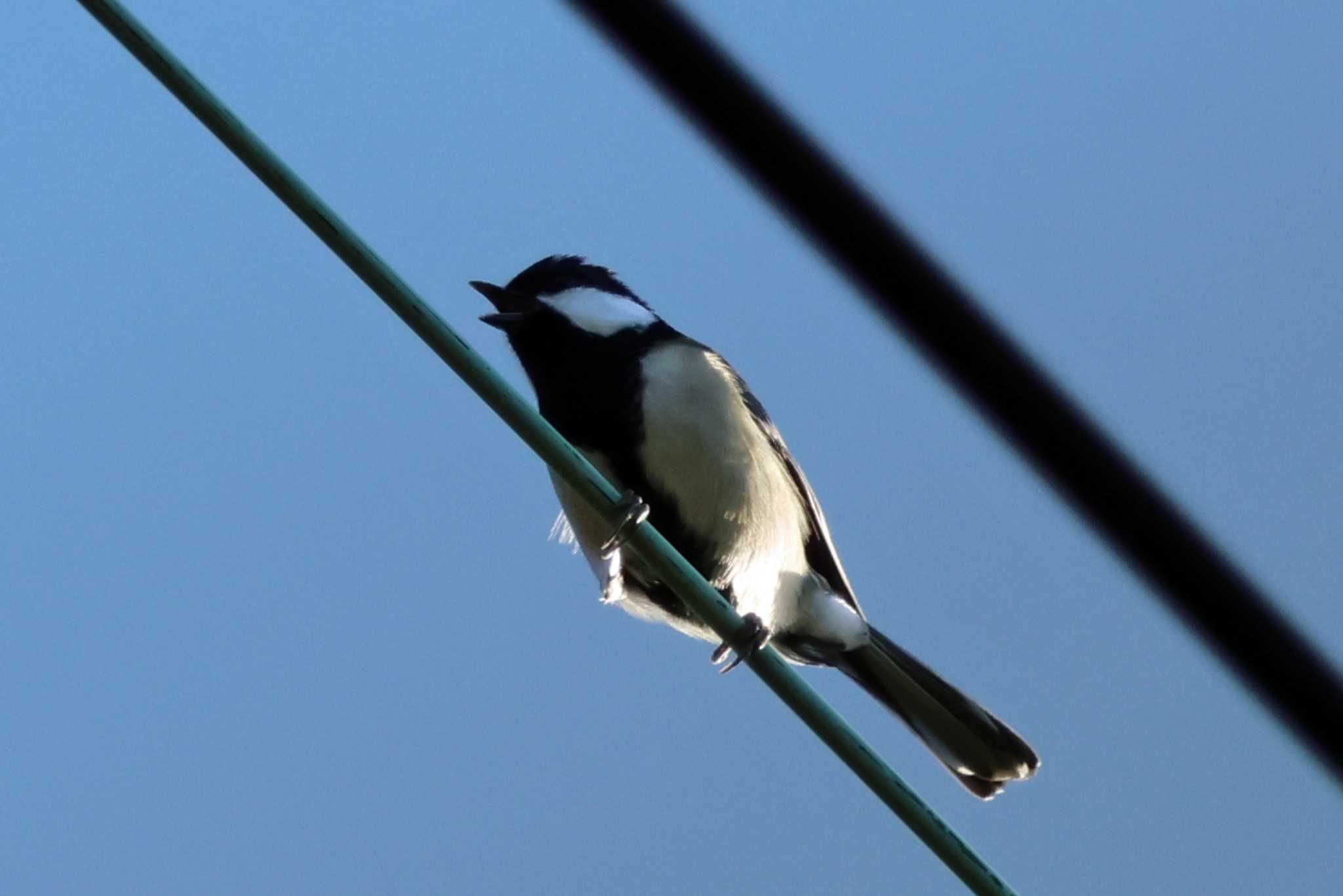 Japanese Tit