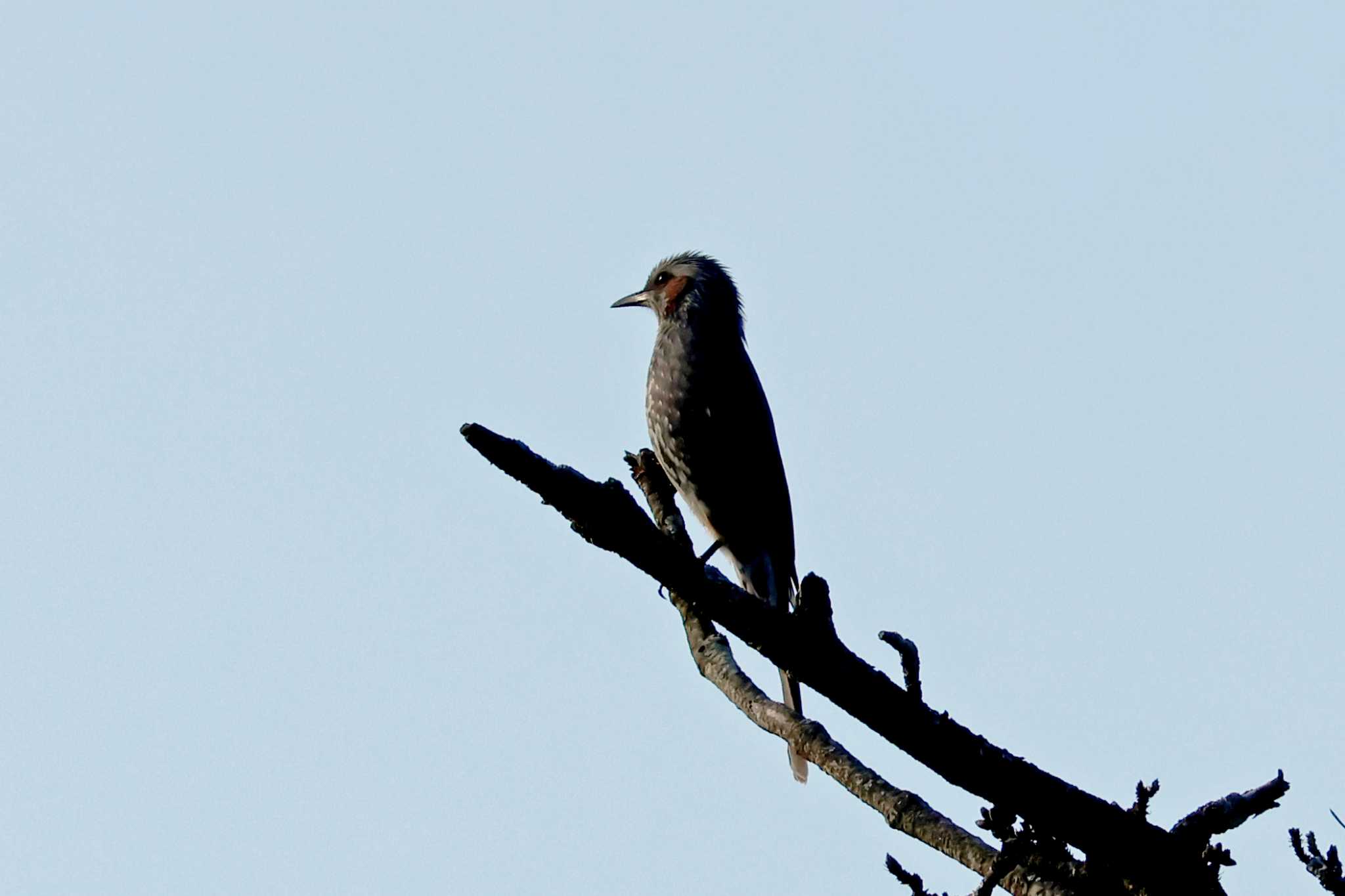 Brown-eared Bulbul