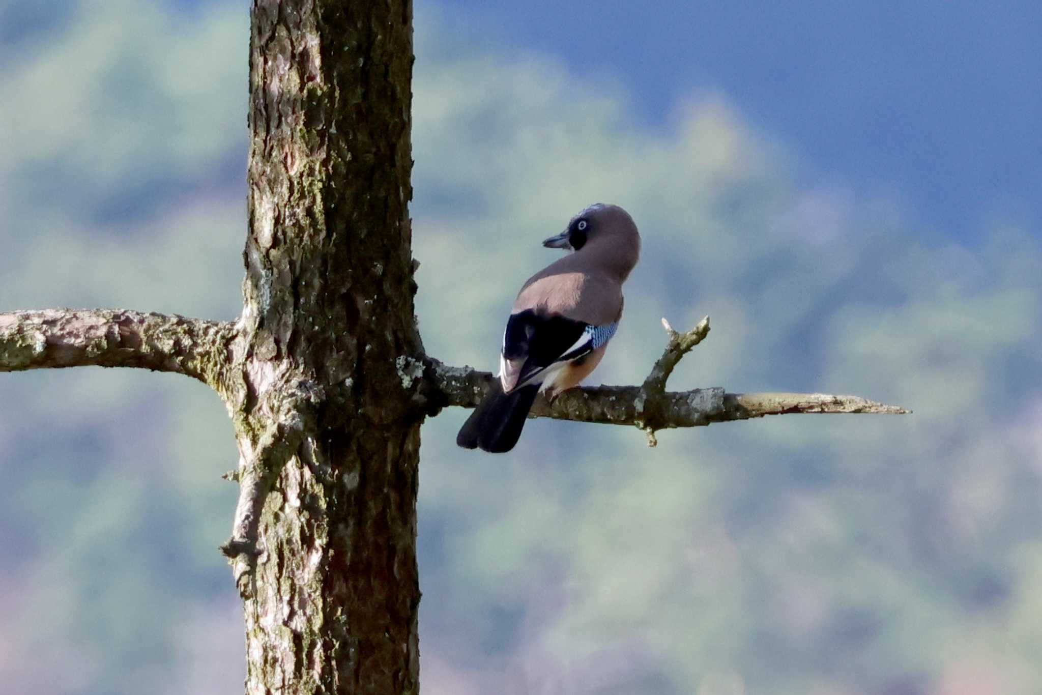 Photo of Eurasian Jay at 和泉葛城山 by アカウント10297