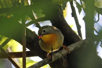 2023年10月21日(土) 和泉葛城山の野鳥観察記録