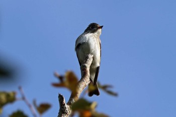 Dark-sided Flycatcher 和泉葛城山 Sat, 10/21/2023