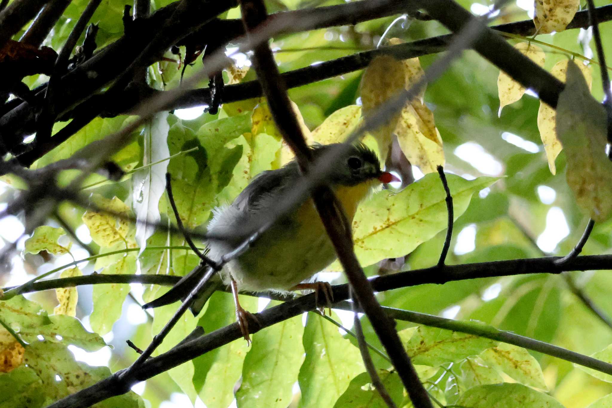 Red-billed Leiothrix