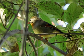 Red-billed Leiothrix 和泉葛城山 Sat, 10/21/2023