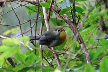 Red-billed Leiothrix 和泉葛城山 Sat, 10/21/2023