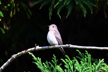 Asian Brown Flycatcher 和泉葛城山 Sat, 10/21/2023