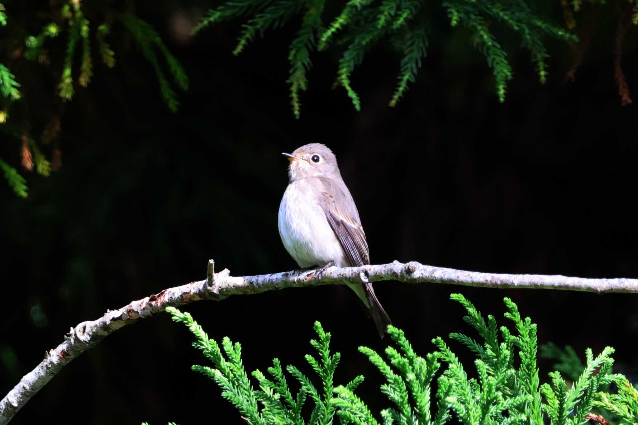 Photo of Asian Brown Flycatcher at 和泉葛城山 by アカウント10297