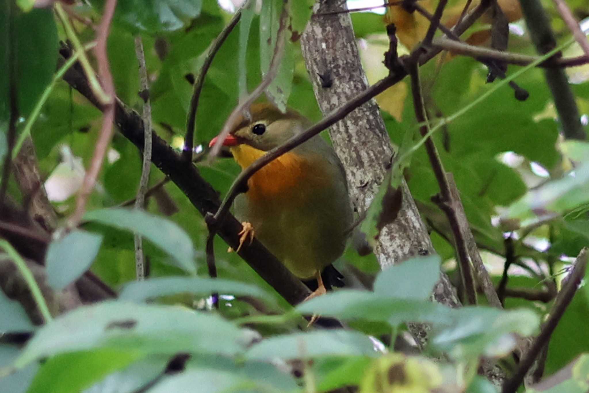 Red-billed Leiothrix