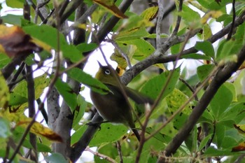 Warbling White-eye 和泉葛城山 Sat, 10/21/2023