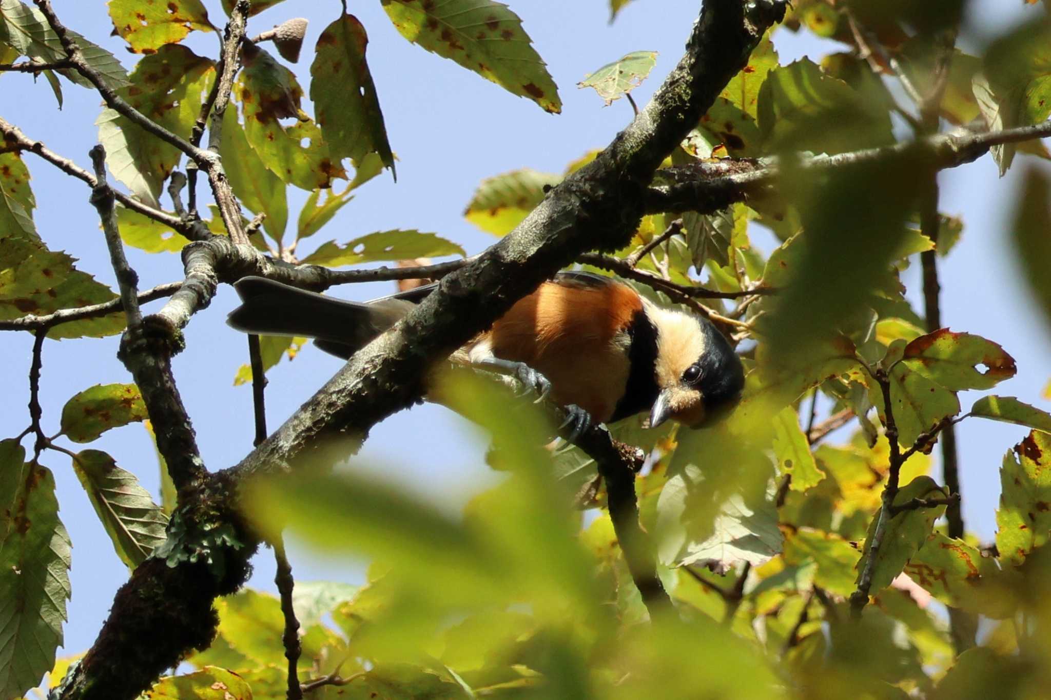 Photo of Varied Tit at 和泉葛城山 by アカウント10297