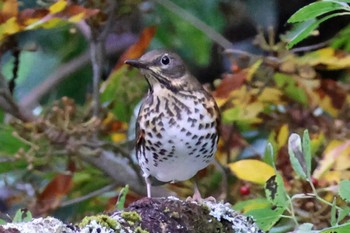 Japanese Thrush 和泉葛城山 Sat, 10/21/2023