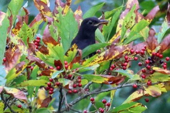 Japanese Thrush 和泉葛城山 Sat, 10/21/2023