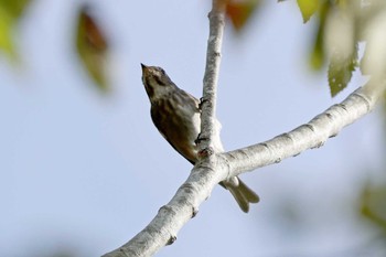 Grey-streaked Flycatcher 和泉葛城山 Sat, 10/21/2023