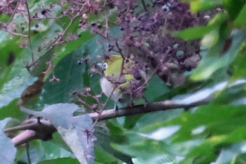 Warbling White-eye 和泉葛城山 Sat, 10/21/2023