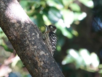 Japanese Pygmy Woodpecker 稲佐山公園 Sat, 10/21/2023