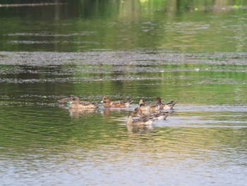 Eurasian Wigeon 入間川 Sat, 10/21/2023