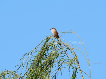 Bull-headed Shrike 手賀沼自然遊歩道 Sat, 10/21/2023