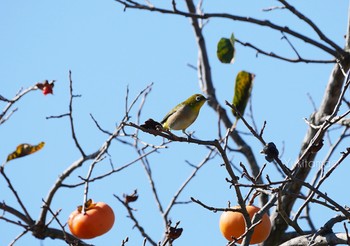 Warbling White-eye 手賀沼自然遊歩道 Sat, 10/21/2023