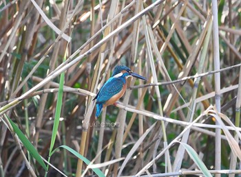 Common Kingfisher 手賀沼自然遊歩道 Sat, 10/21/2023