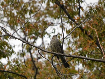 ヒヨドリ 平和の森公園、妙正寺川 2023年10月21日(土)