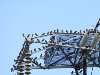 2023年10月21日(土) 平和の森公園、妙正寺川の野鳥観察記録