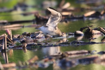 Wood Sandpiper Unknown Spots Wed, 9/5/2018