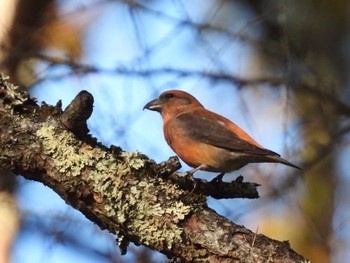 2023年10月21日(土) 山梨県の野鳥観察記録