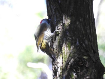 2023年10月21日(土) 座間谷戸山公園の野鳥観察記録