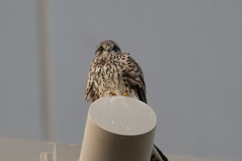 Common Kestrel 新潟市西区 Thu, 10/19/2023