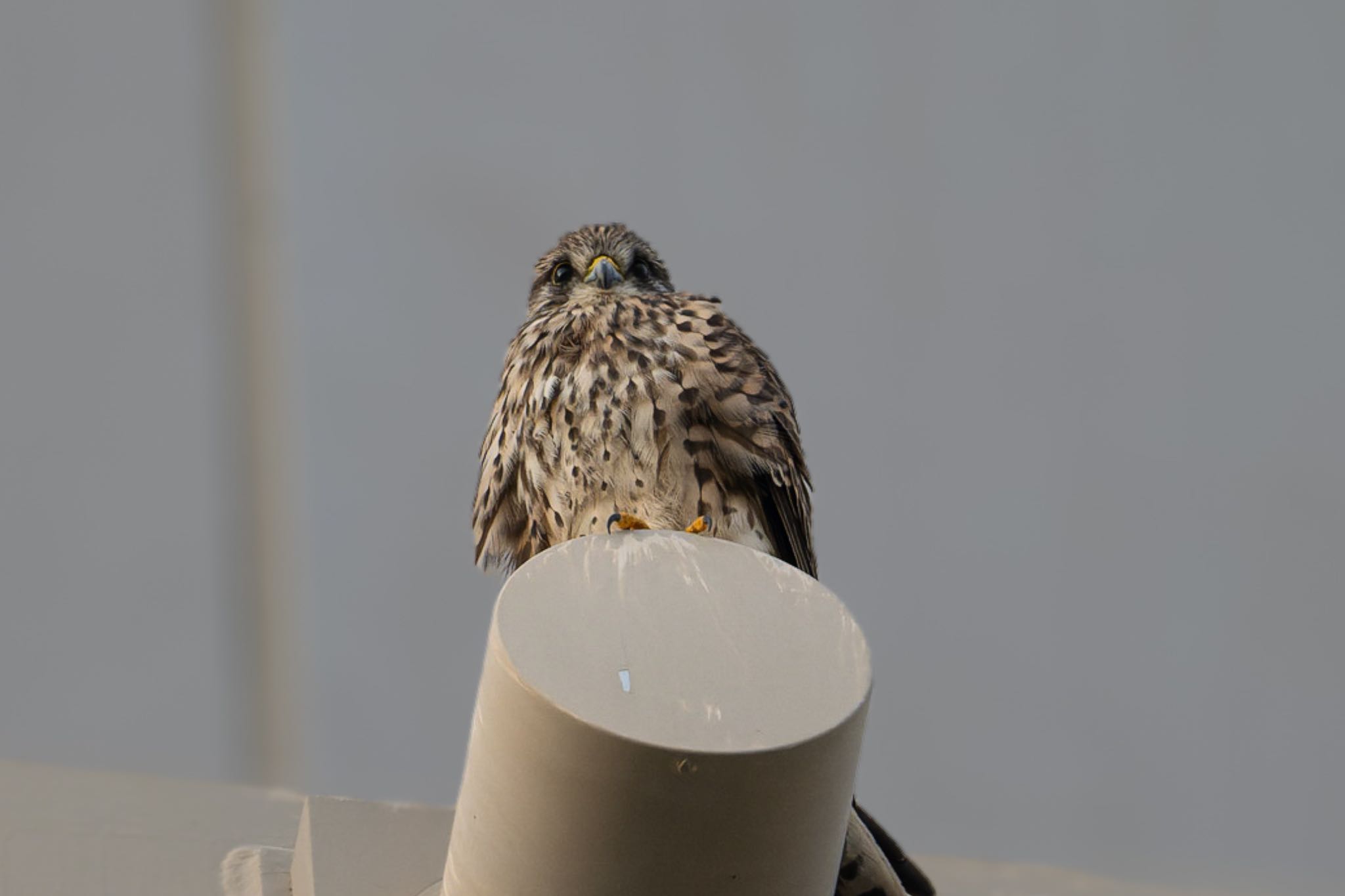 Photo of Common Kestrel at 新潟市西区 by ぽちゃっこ