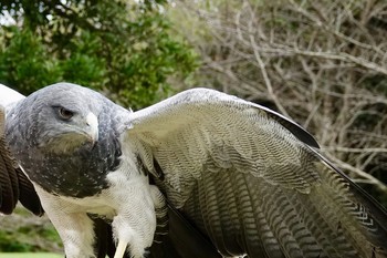 Black-chested Buzzard-Eagle 松江フォーゲルパーク Fri, 9/21/2018