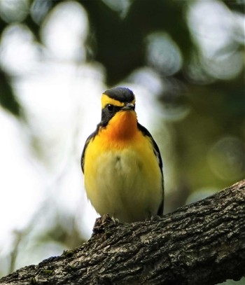 Narcissus Flycatcher 奈良県馬見丘陵公園 Sun, 10/13/2019