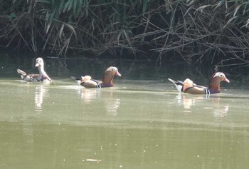 Mandarin Duck 天理市 Thu, 10/19/2023