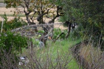 モズ 馬見丘陵公園 2023年10月21日(土)