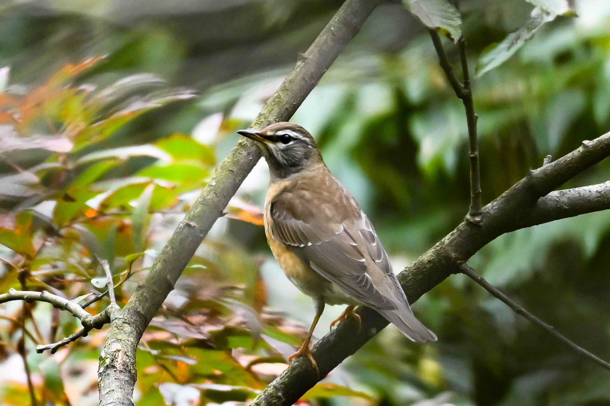 Eyebrowed Thrush