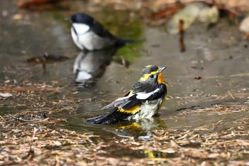 2023年10月21日(土) 山梨県の野鳥観察記録