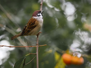 Eurasian Tree Sparrow Unknown Spots Sat, 10/21/2023