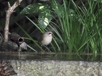 Siberian Rubythroat Kyoto Gyoen Sat, 10/21/2023