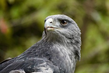 Black-chested Buzzard-Eagle 松江フォーゲルパーク Fri, 9/21/2018