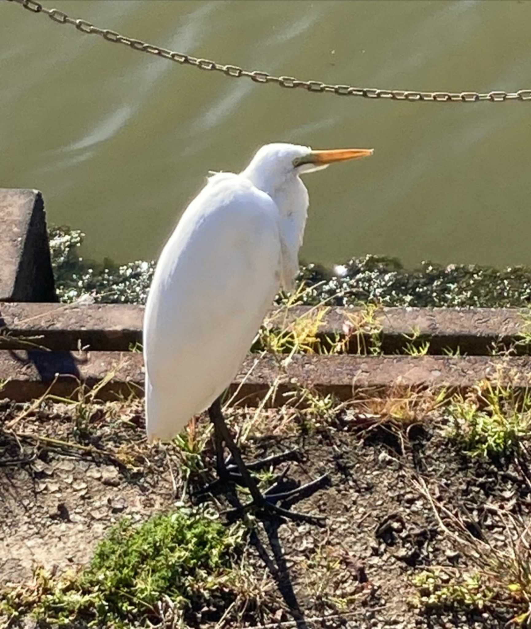 Photo of Medium Egret at 清水船越堤公園 by つちいなご