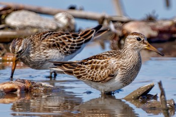 アメリカウズラシギ 稲敷市 2023年10月14日(土)