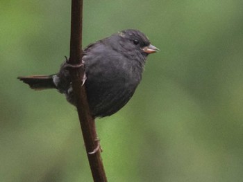 2023年10月21日(土) 宮城沢林道(札幌市西区)の野鳥観察記録