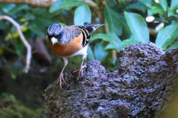 アトリ 西湖野鳥の森公園 2023年10月20日(金)