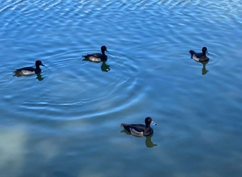 Tufted Duck 有東坂池多目的広場 Sat, 10/21/2023