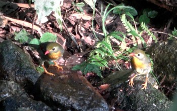 Red-billed Leiothrix 東京都立桜ヶ丘公園(聖蹟桜ヶ丘) Sun, 9/10/2023